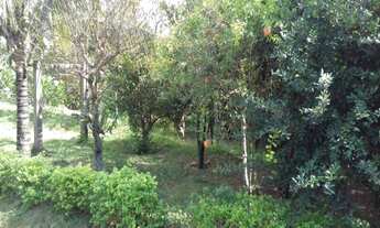 Imagem 4: Chácara - Floresta