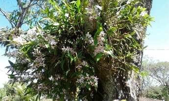 Imagem 4: Chácara - Hoambra