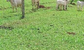 Imagem: DF4 VENDE SÍTIO 6 ALQUEIRES EM MIMOSO DE