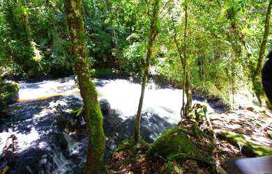 Imagem 5: Fazenda à venda em Campina Grande do Sul-PR, próximo ao posto Pelanda Alpino II , com cach