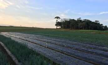 Imagem: Área de Terreno no Bairro Colônia Murici