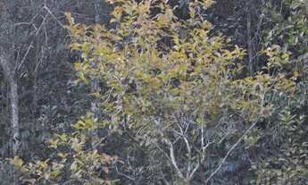 Imagem 5: Sítio com 3 dorms, Rio Verde, Araçoiaba da Serra - R$ 1 mi, Cod: 3696