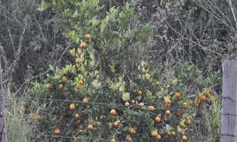 Imagem 7: Sítio com 3 dorms, Rio Verde, Araçoiaba da Serra - R$ 1 mi, Cod: 3696