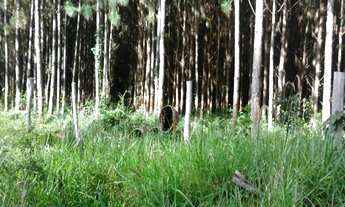 Imagem 3: Fazenda à Venda em Vilhena/RO