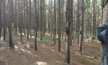 Imagem 7: Fazenda à Venda em Vilhena/RO