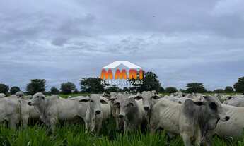 Imagem 3: Fazenda de Dupla Aptidão em Cocalinho/MT