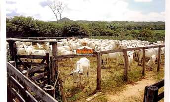 Imagem: Fazenda em Parnaguá/PI
