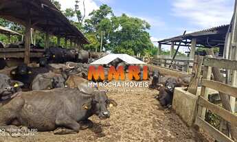 Imagem 6: Fazenda de Porteira Fechada á Venda em Pilar do Sul/SP