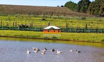 Imagem: Vinícula à venda na Região Sul