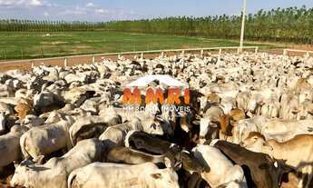 Imagem 4: Fazenda de Duplas Aptidão a Venda em na Região Sul de Piauí