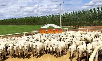 Imagem 2: Fazenda de Duplas Aptidão a Venda em na Região Sul de Piauí