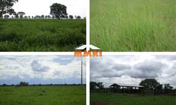 Imagem 6: Fazenda de Dupla Aptidão em São Felix de Araguaia/MT