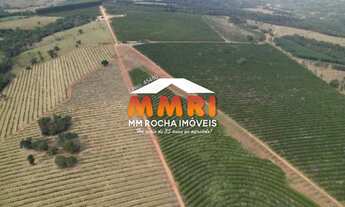 Imagem: Fazenda de Laranja na região de Itapetininga/SP