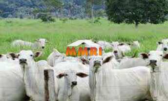 Imagem: Frigorifico INDUSTRIAL em CENTRAL DE MINAS