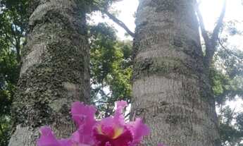 Imagem 5: TERRENO 2300 M² NO BAIRRO DO MOINHO I EM NAZARÉ PAULISTA PRÓXIMO IGREJA