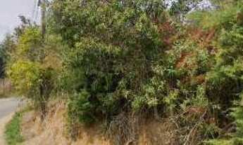 Imagem 6: TERRENOS COM 2500 M² LIVRE DE ARVORES E COM VISTA EM BRAGANÇA PAULISTA