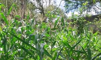 Imagem 7: TERRENO EM MAIRIPORÃ, 1358 m² COM MATRICULA. ACEITA VEÍCULO PARTE PAGAMENTO