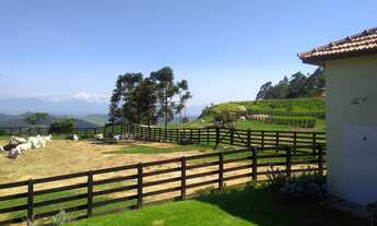 Imagem: Fazenda estruturada para gado de corte com