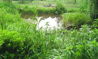 Imagem 5: Venda de Sítio bem localizado na Barra, Cunha-SP, com 3,00 alqueires de área