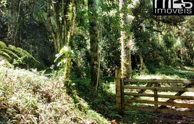 Imagem 6: Mata Nativa Preservada, Clima Frio e Muita Água