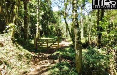 Imagem 7: Mata Nativa Preservada, Clima Frio e Muita Água