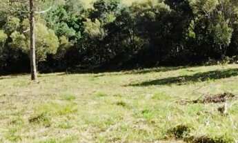 Imagem: Clima Frio, Próximo ao Asfalto, Mata Ciliar