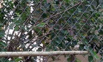 Imagem 7: Vista, Privacidade, Construção Madeiramento de Alto Padrão com Espaço para Aulas