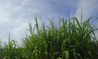 Imagem 5: TERRENO RESIDENCIAL em SÃO PAULO - SP, GUAIANASES