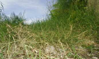 Imagem 4: TERRENO RESIDENCIAL em SÃO PAULO - SP, GUAIANASES