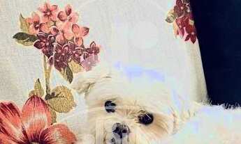 Imagem 3: Casa totalmente plana e isolada com 3 dormitórios suíte 3 vagas cobertas e edícula