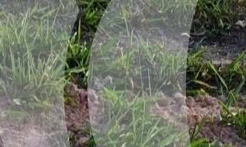 Imagem 4: Vendo terreno, Condomínio Jardins Veneza, FGR, lote amplo, contra-esquina e plano, Interla