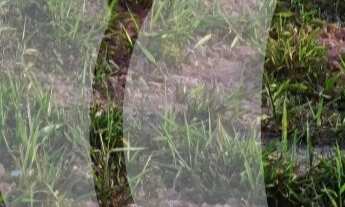 Imagem 3: Vendo terreno, Condomínio Jardins Veneza, FGR, lote amplo, contra-esquina e plano, Interla