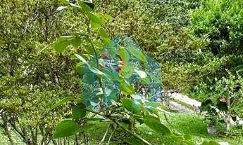 Imagem 6: Bela Casa Térrea, Centro