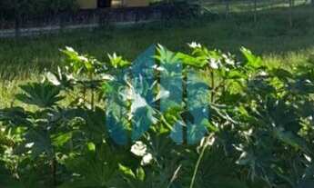 Imagem 6: Ótimo Terreno ao Lado do Centro da Cidade, Loteamento Santa Terezinha, Ferraz