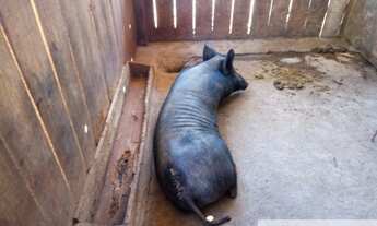 Imagem 6: Excelente chácara porteira fechada, vai com todos os animais que possuí e estrutura comp