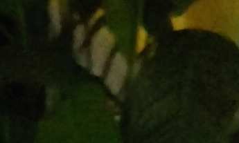 Imagem 6: 200m² de área total e 183m² de área construída. Cerca elétrica na parte da frente. 2 portõ