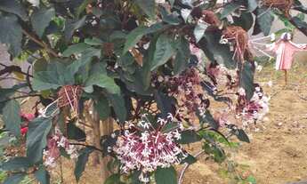 Imagem 4: TERRENO RESIDENCIAL em ICONHA - ES, Bom Destino