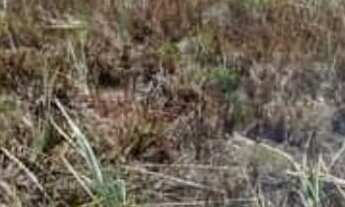 Imagem 2: Venda de Loteamento denominado Chácara do Abaís, Povoado de Caueira- Itaporanga D Ajuda