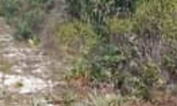 Imagem 5: Venda de Loteamento denominado Chácara do Abaís, Povoado de Caueira- Itaporanga D Ajuda