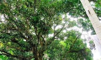 Imagem 7: MARAVILHOSO TERRENO EM VARGEM PEQUENA