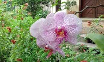 Imagem 3: SITIO RESIDENCIAL em Jacarepaguá - RJ, Estrada dos Bandeirantes