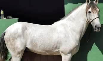 Imagem 6: SITIO RURAL em RIO DE JANEIRO - RJ, GUARATIBA