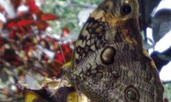 Imagem 2: SITIO RESIDENCIAL em Jacarepaguá - RJ, Estrada dos Bandeirantes