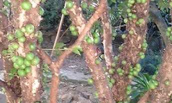 Imagem 4: SITIO RESIDENCIAL em Jacarepaguá - RJ, Estrada dos Bandeirantes