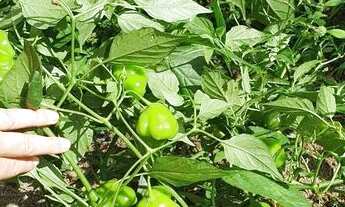 Imagem 2: CHACARA RESIDENCIAL em TIJUCAS DO SUL - PR, Tijucas do Sul