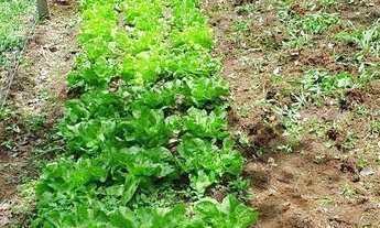 Imagem 5: CHACARA RESIDENCIAL em TIJUCAS DO SUL - PR, Tijucas do Sul