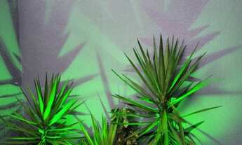 Imagem 7: Casa - Monet (Resende