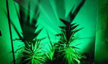 Imagem 4: Casa - Monet (Resende