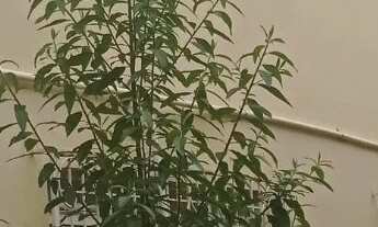 Imagem 2: Casa - Jardim Amália