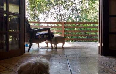 Imagem 5: Sitio - Paraty Fazenda / sítio com 2 dormitórios